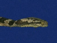 大頭蛇藏品圖，第3張